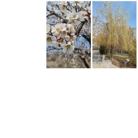 Blooming Flowers and Park Pathway
