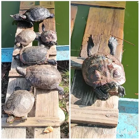 Turtles Basking by the Water