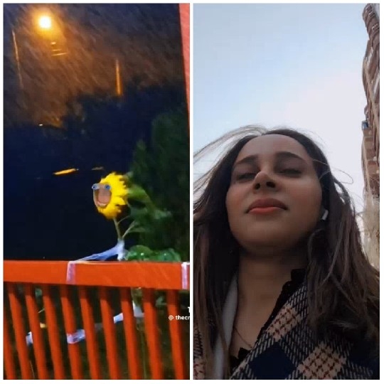 Sunflower and Woman in Contrast