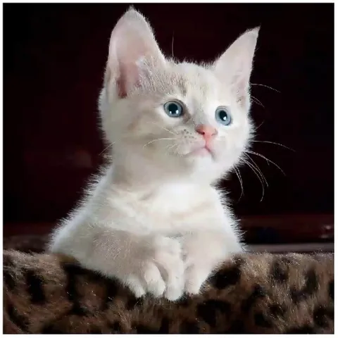 Fluffy Kitten on Leopard Print