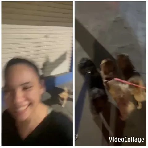 Walking Dogs at Night