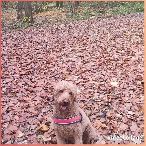 Dog in Harness Among Fallen Leaves
