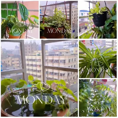 Monday Morning Plants and City