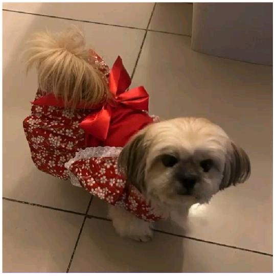 Small Dog in Floral Outfit