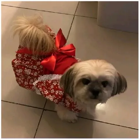 Small Dog in Floral Outfit