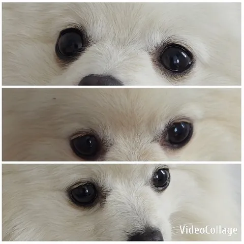 Pomeranian with Emphasis on Eyes
