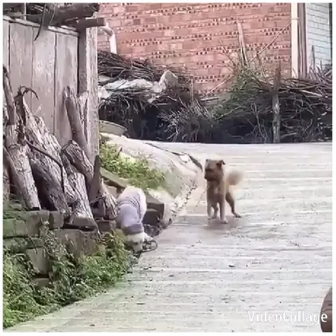 Child with Dog Near Fence