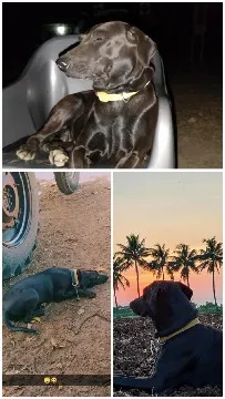 Dog Relaxing and Watching Sunset