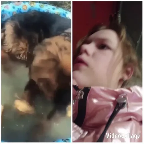 Dog Playing in Small Pool