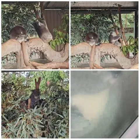 Koalas in Various Settings