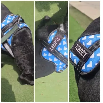 Black Dog in Blue Harness Outdoors
