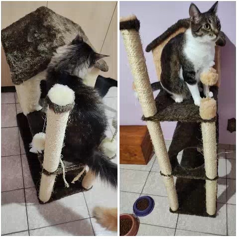 Cat Climbing Multi-Level Cat Tree