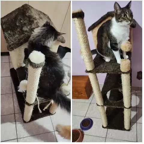 Cat Climbing Multi-Level Cat Tree