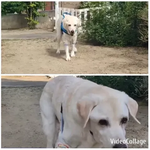 Labrador Retriever Walking Outdoors