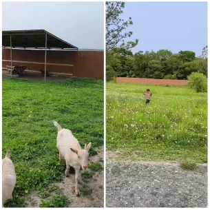 Goats and Child in Grassy Field