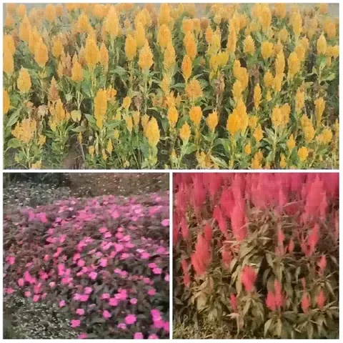 Various Types of Flowers Displayed