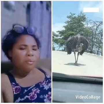 Relaxed Person with Strolling Ostrich