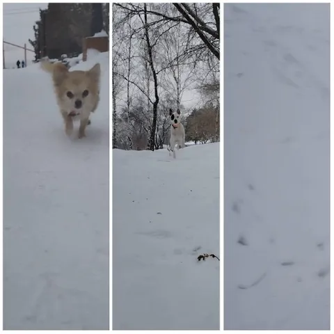 Dogs Running on a Snowy Path