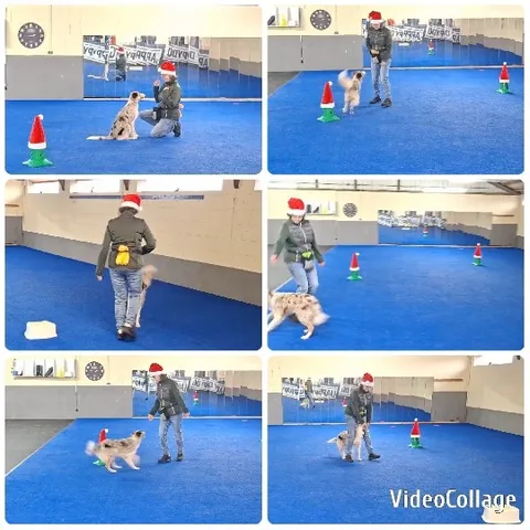 Santa Hat Playtime with Dog