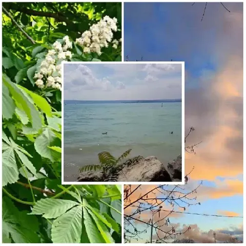 Lush Leaves and Serene Sky
