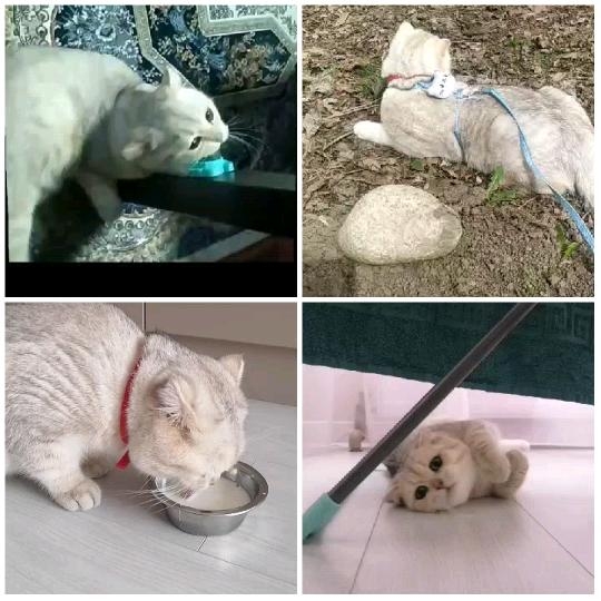 Grayish-White Cat in Various Poses