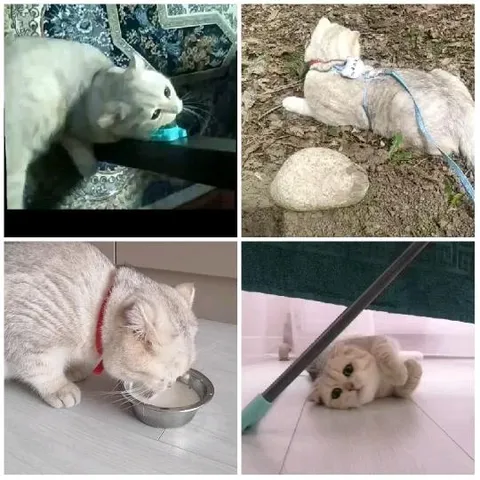 Grayish-White Cat in Various Poses