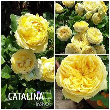 Arrangements of Yellow Roses