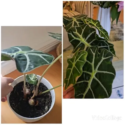 Potted Plant with Distinct Green Leaves