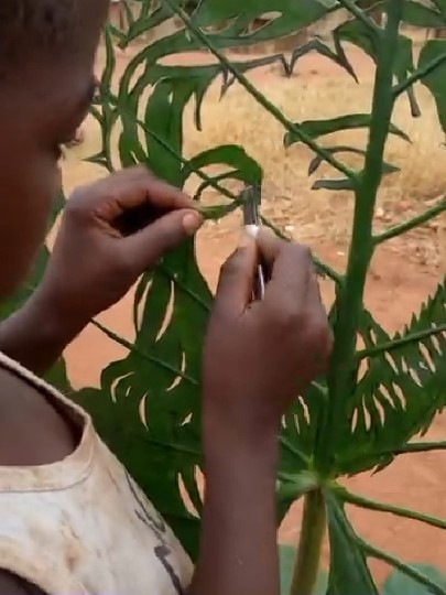 Child Carving Pattern on Leaf