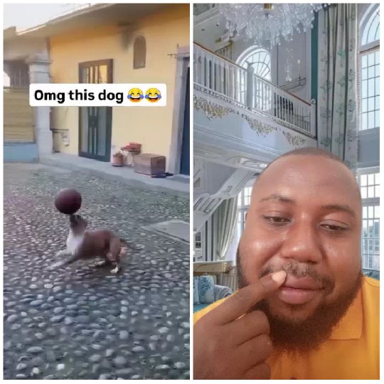 Dog Playing Ball and Thoughtful Man