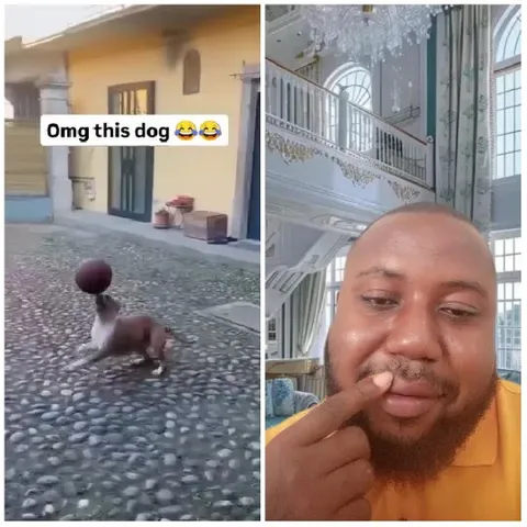 Dog Playing Ball and Thoughtful Man