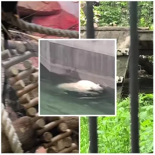 Zoo Exhibit and Swimming Polar Bear