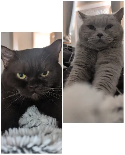 Two Cats Resting Indoors