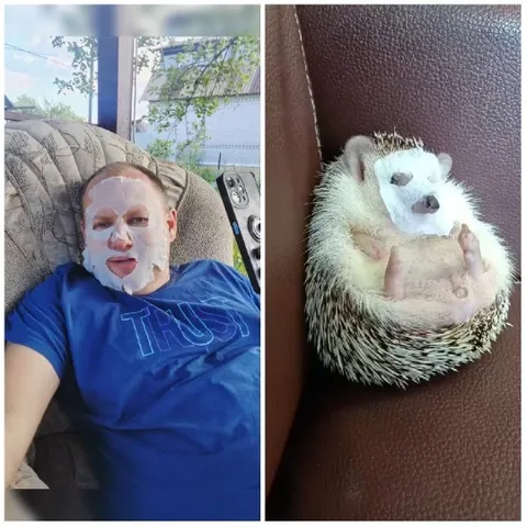 Sheet Masks on Human and Hedgehog