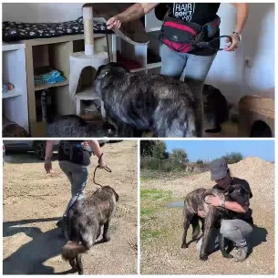 Interacting with Large Dogs Outdoors
