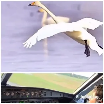 Swan Flying Over Water and Cockpit