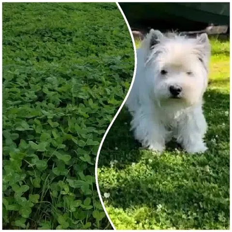 Clover Field and Fluffy Dog