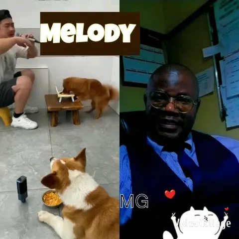Office Setting with Two Dogs