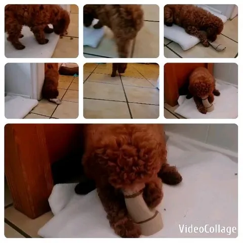 Brown Dog Playing with Cardboard Tube