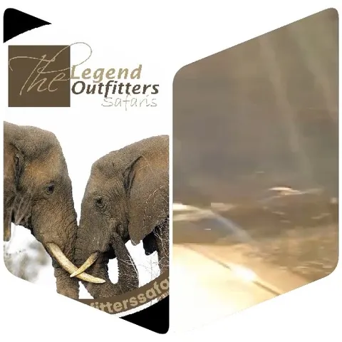 Elephants and Safari Landscape