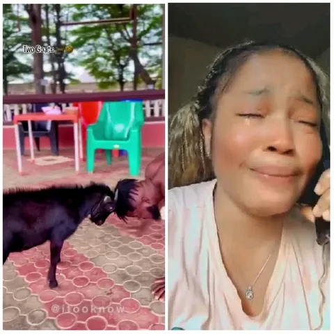 Playful Goat Interaction on Patio
