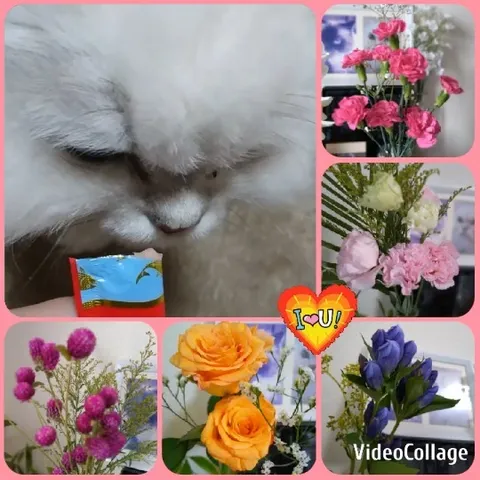 Cat and Colorful Flowers Collage
