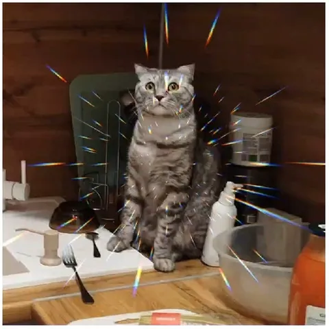 Surprised Cat on Kitchen Counter