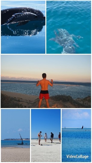 Beach Scenes with Dolphins and People