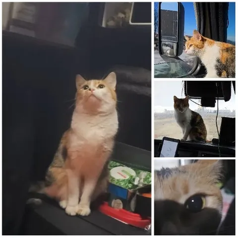 Cat Observing from Various Angles