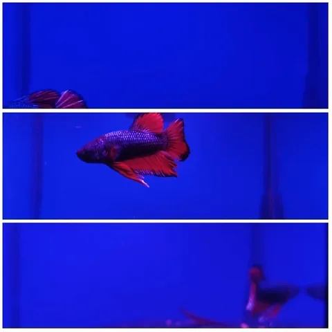 Colorful Bettas in Aquarium