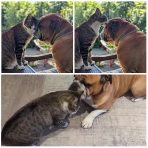 Cat and Dog Interacting Affectionately