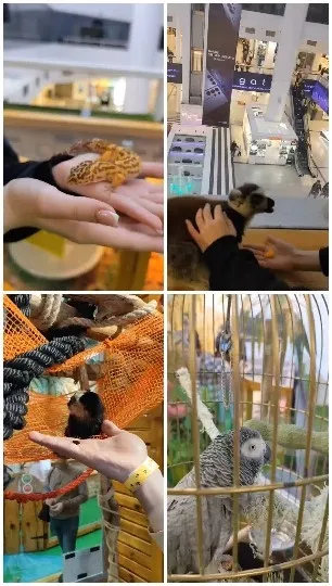 Interacting With Small Animals Indoors