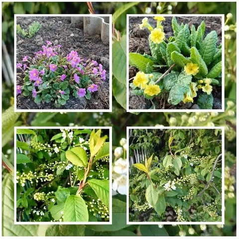 Four Types of Plants and Flowers