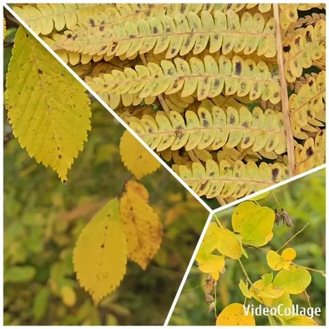 Yellow Leaves on Autumn Branches